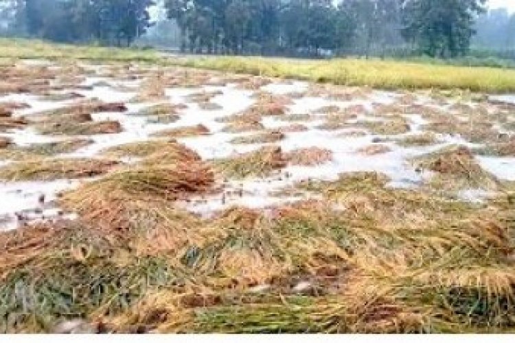 image_750x500_61e91f2dcbc0a UP government allocates Rs 535 crore for crop loss in crucial election year