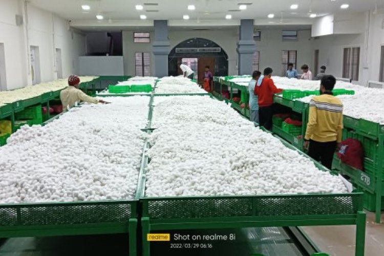 image_750x500_625e90f06c973 ReshaMandi opens Asia’s second-largest silk cocoon mandi, expands pan-India