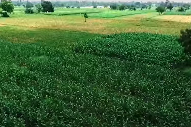 image_750x500_63634df530211 IFC invests in Crystal Crop to fund growth in affordable, green crop solutions