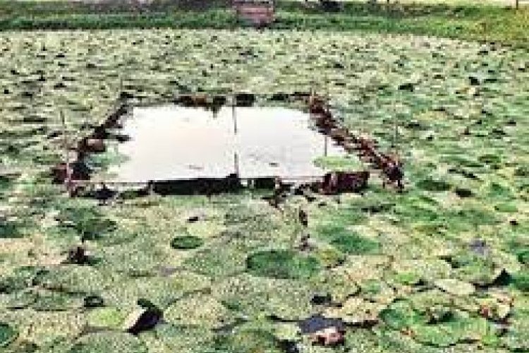 image_750x500_63d3e8f1b44a2 Road ahead for farmers disappointed with makhana; sowing to start in Feb