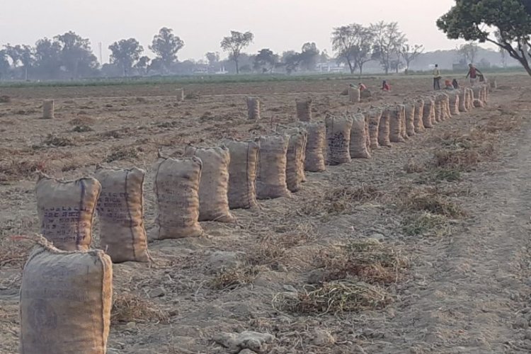 image_750x500_640f4a1372753 Potato goes the onion way - neither price nor buyer, farmers are upset