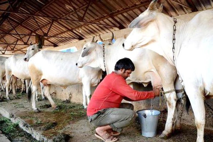image_750x500_642a9137798eb 'mooMark', the first Indian pvt dairy to offer Heat Index Insurance Plan to farmers