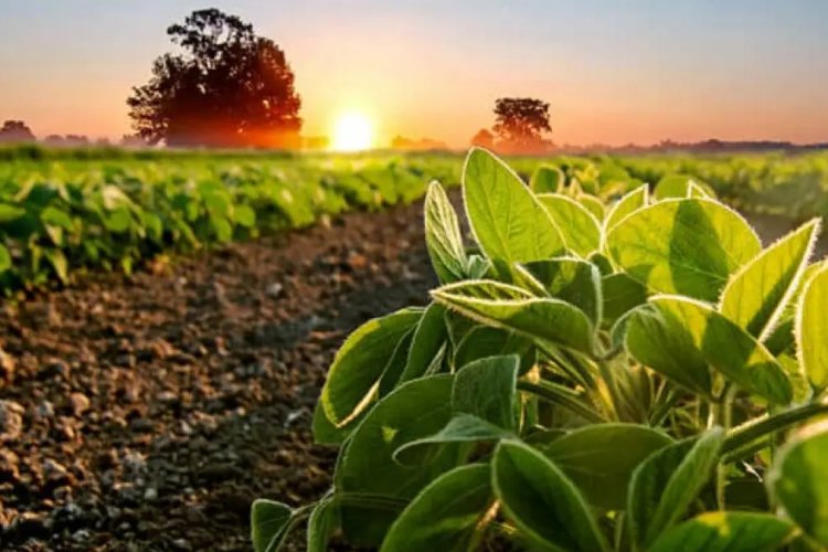 image_750x500_648b01ffce8f6 Bioprime Agrisolutions, Yara India tie-up for yield-boosting product