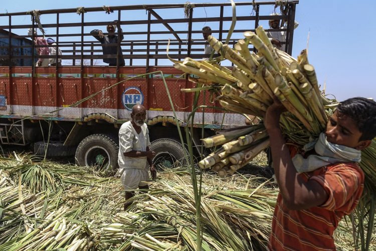 image_750x500_649c33fcdecbf Sugarcane crisis forces UP sugar mills to close prematurely, price given above Rs 400