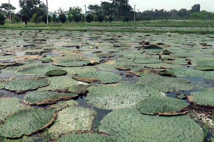 image_750x500_64f191c08e815 Smile returns on the faces of Makhana farmers, Gurri sells at Rs 17,000 a quintal