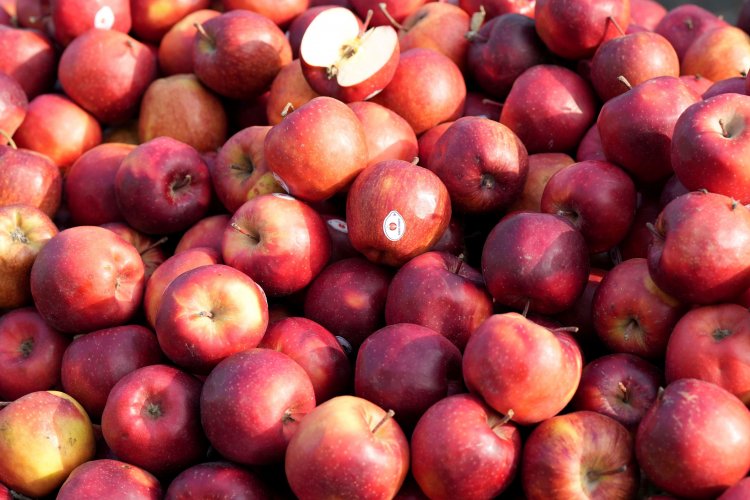 image_750x500_65042d4d104dc India offers juicy market for global apple growers; domestic farmers need protection