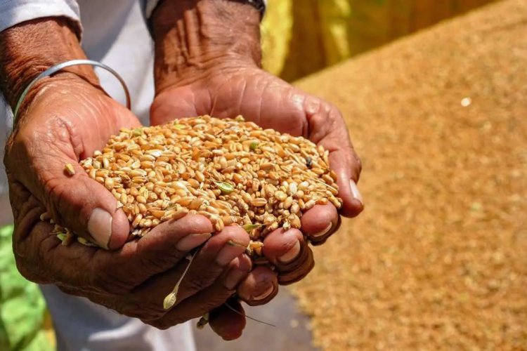 image_750x500_6603a334c5d47 Formula for Keeping Prices of Food Products Low despite MSP Hike