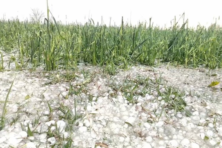image_750x500_66253cc39009a 'Girdawari' ordered to assess crop loss due to hailstorm in Haryana