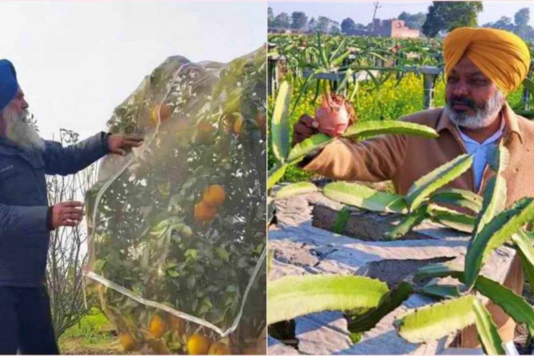 image_750x500_66a4de0f77421 Punjab crop diversification scheme shows positive results, area under horticulture increased