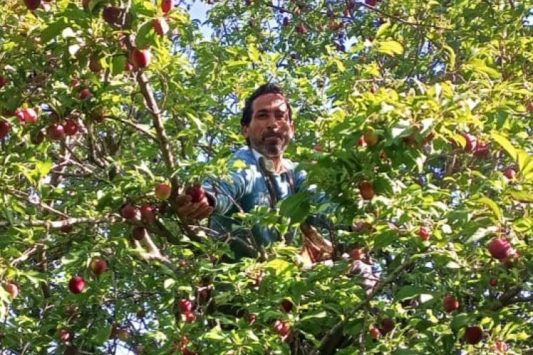 image_750x500_66c9ba9c5c367 25% of Crops Destroyed in Uttarakhand But Farmers Won't Receive Compensation, Minister Explains Why