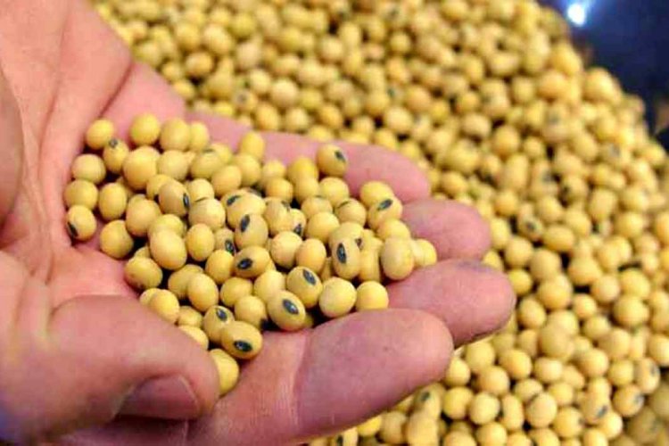 image_750x500_66cda9e9ac2b6 Delayed Soybean Procurement in Maharashtra Fuels Farmers' Anger, Sparking Political Tensions Ahead of Elections