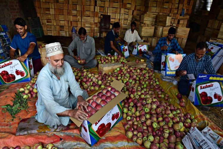 image_750x500_66f6a4ac23ef1 J&K Apple Growers Struggle Amid Neglect, Call for Government Action as Final Phase of Voting Nears