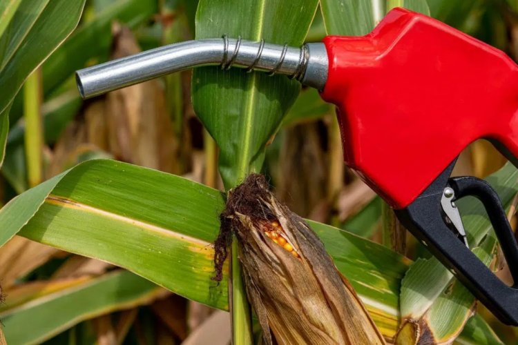 image_750x500_6714a13eb50c6 Ethanol Blending in Petrol Surpasses 18%, with Nearly Equal Contributions from Sugarcane and Grains