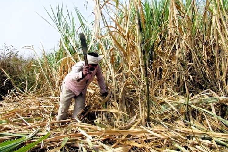 image_750x500_672cd05f35489 UP sugarcane farmers face uncertainty as crushing season begins without declaring SAP