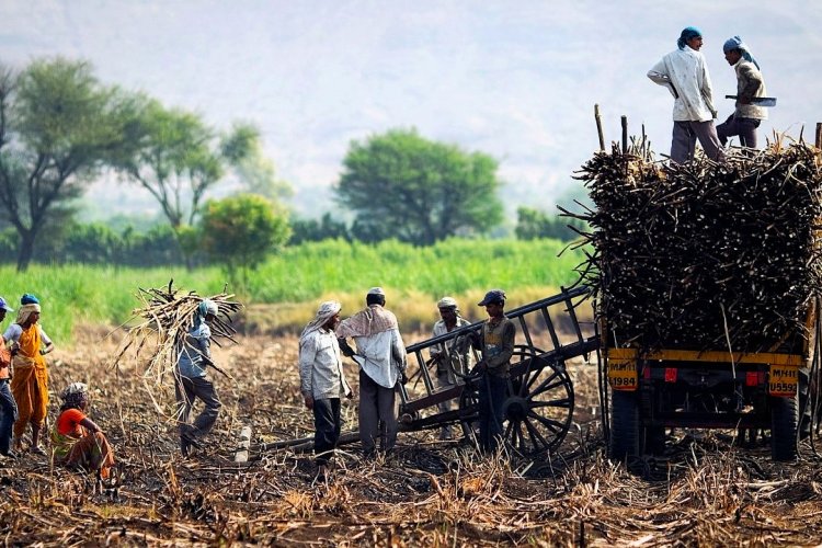 image_750x500_67486dbb06cae Cooperative sugar mills call cane worker exploitation reports a 'conspiracy'
