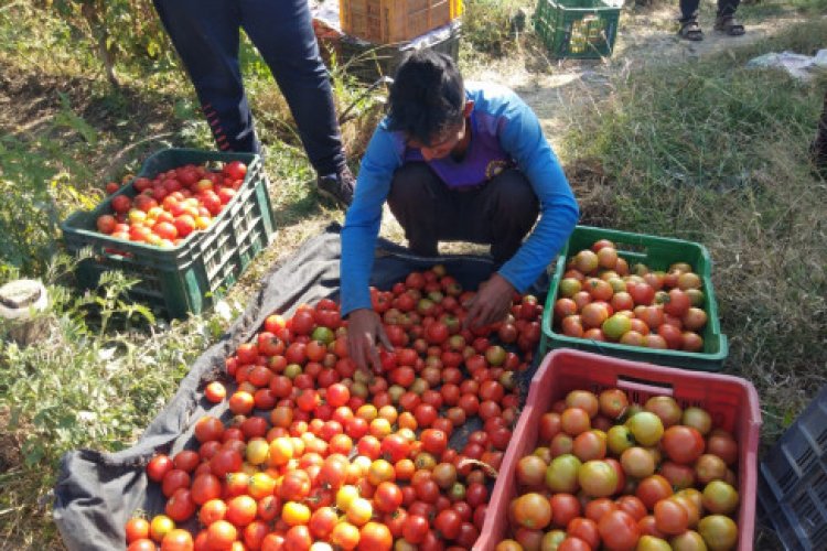 image_750x500_67a9e7f0573ba Tomato farmers in crisis as prices crash to Rs 2-5 per kg at farm level