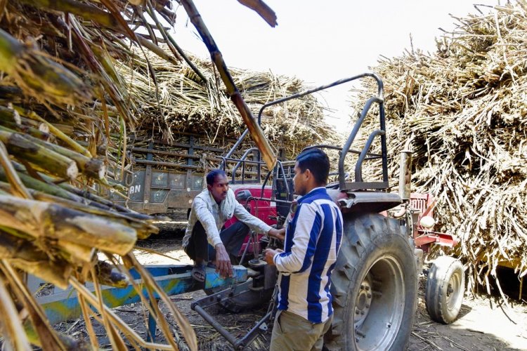 image_750x500_67b474a763da5 No hike in sugarcane price in UP: SAP stays at ₹370, major setback for farmers
