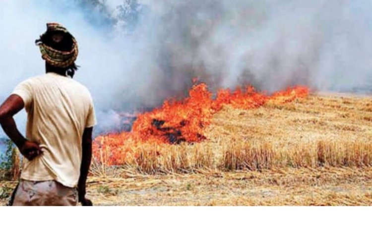 image_750x500_67cd8cfeac7bc Stubble Burning Persists as Farmers Cite Costs, Lack of Alternatives; Bioenergy Potential Remains Untapped: IFGE survey