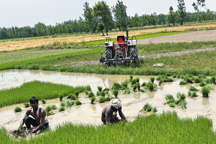 image_750x500_67d3b3fe6fc5d What does Dhan-Dhanya Krishi Yojana imply?