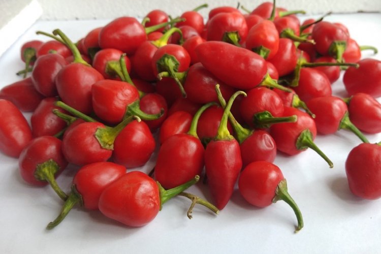 image_750x500_67e141be80845 From Sikkim to Solomon Islands: APEDA Facilitates First Consignment of GI-Tagged Dalle Chilly Export