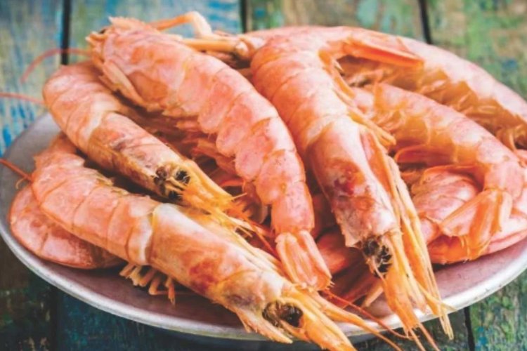 image_750x500_67fa429a26686 US Tariff Relief Offers Lifeline to Indian Shrimp Exports Amid Market Turmoil