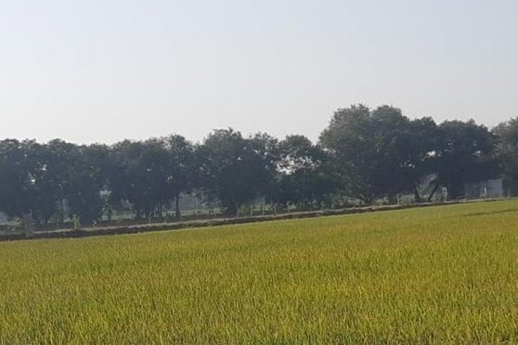 image_750x500_67fe49f361c0d Grow Indigo and String Bio Join hands to bring "CleanRise®" a biological solution for resilient rice cultivation