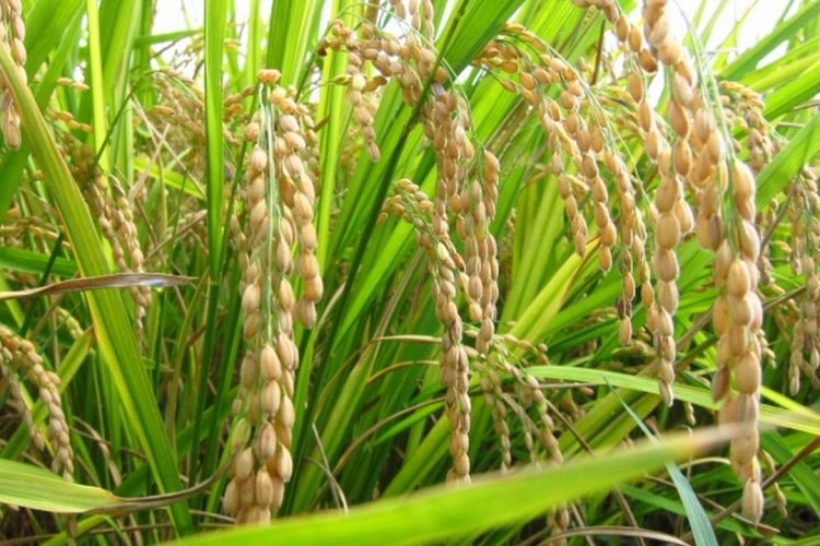 image_750x500_681b17e321798 Centre steps in on hybrid paddy issue, plans to override Punjab govt’s ban using Seed Act