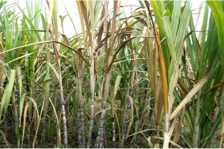 image_750x500_681e11d29103e 44% of UP's Sugarcane Area Planted with Disease Prone Variety, India's Sugar Production Falls 20%