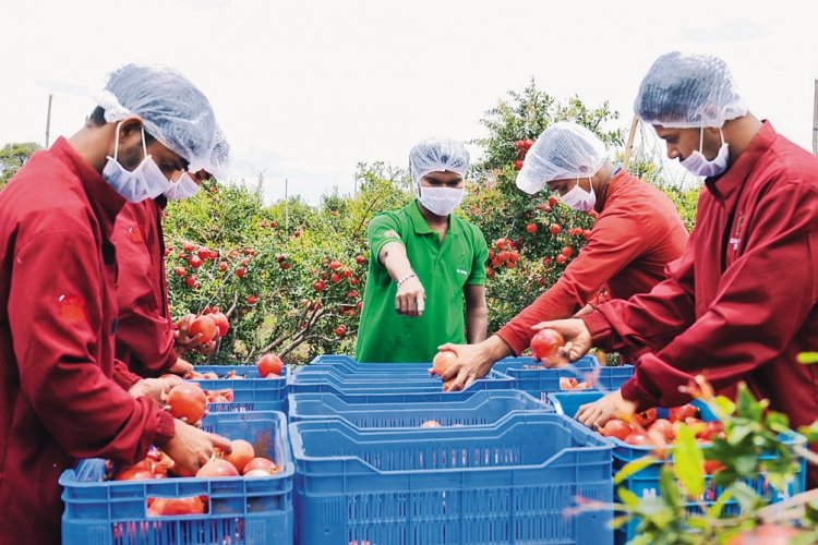 image_750x500_6856ac3a98a82 $100 Billion: Making Indian Agriculture Globally Competitive