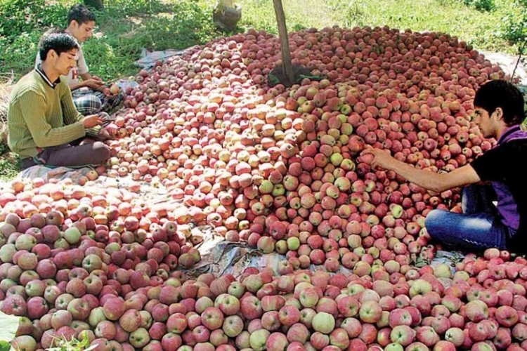 image_750x500_685facd73eaee AFFI Urges Joint CM Delegation to PM Modi Against US Apple Import Duty Cut