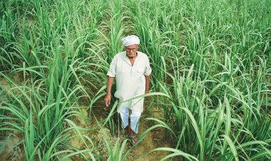 FRP of Rs 290 per quintal approved for sugarcane