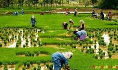 How cooperative is transforming agriculture sector