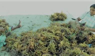 Govt allocates Rs 637 crore for promoting seaweed cultivation
