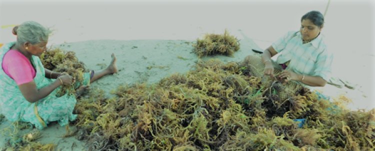 Govt allocates Rs 637 crore for promoting seaweed cultivation