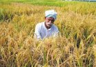 Farm-to-table: UP looking at global branding of ‘kalanamak’ rice