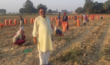 Potato farmers wait for TOP formula even as they have to suffer losses for another year