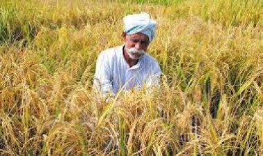 Farm-to-table: UP looking at global branding of ‘kalanamak’ rice