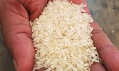 Kalanamak rice marches forward with GI tag and nutritional properties