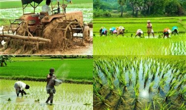 Adoption of drip irrigation for rice cultivation: Why the delay?