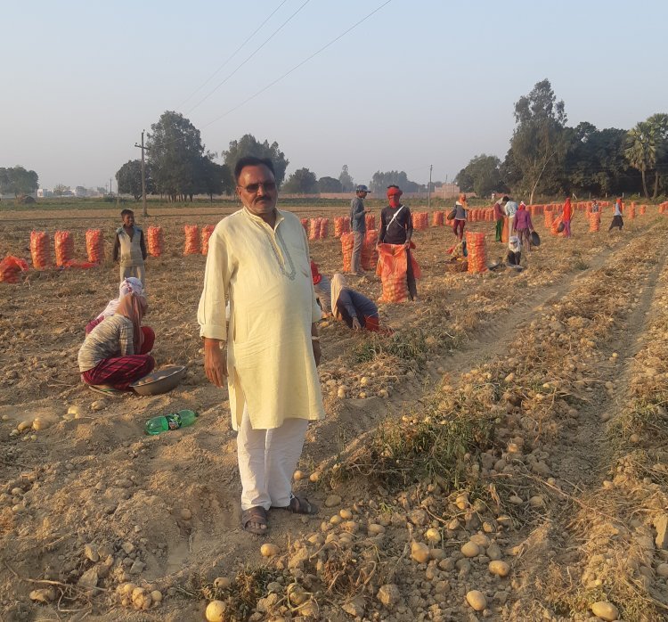 Potato farmers wait for TOP formula even as they have to suffer losses for another year