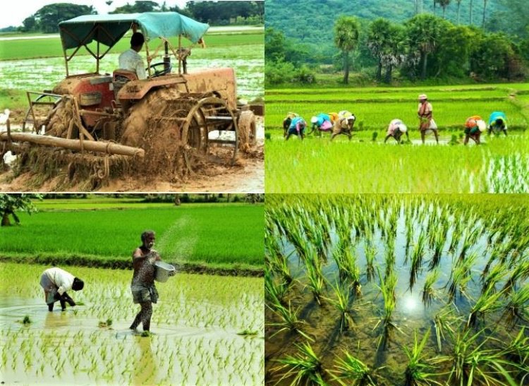 Adoption of drip irrigation for rice cultivation: Why the delay?