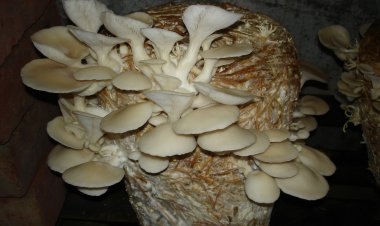Mushroom cultivation gaining traction in Lucknow region