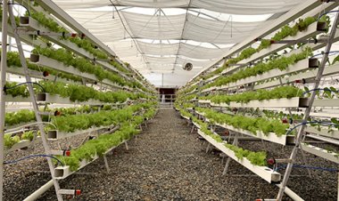 Barton Breeze introduces bank guarantee for hydroponic farms