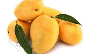ICAR lab developing bioactive mangoes