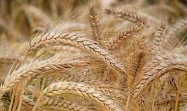 UP wheat procurement hits million-tonne mark despite the pandemic