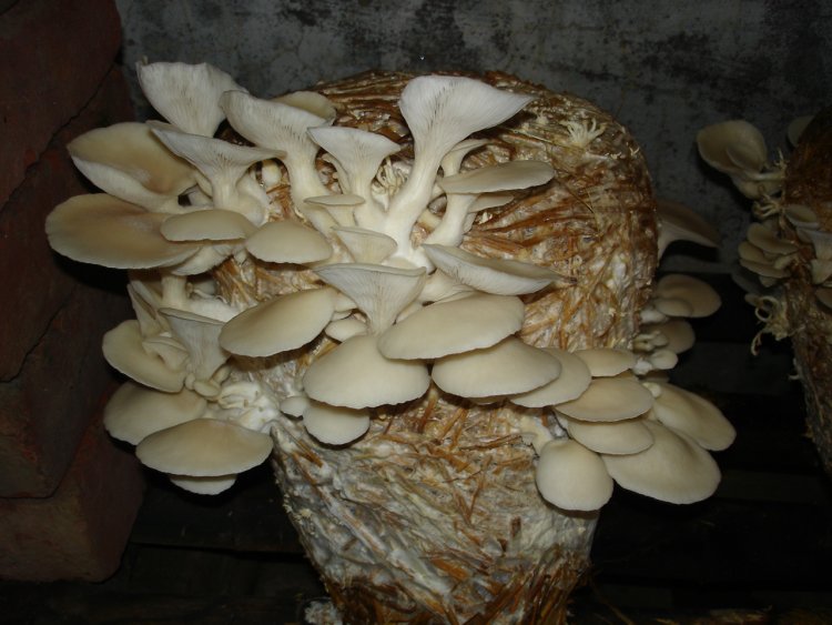 Mushroom cultivation gaining traction in Lucknow region