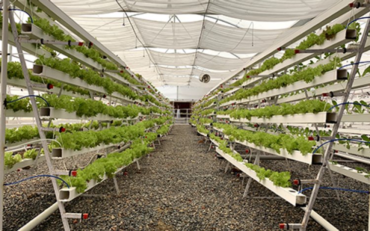 Barton Breeze introduces bank guarantee for hydroponic farms