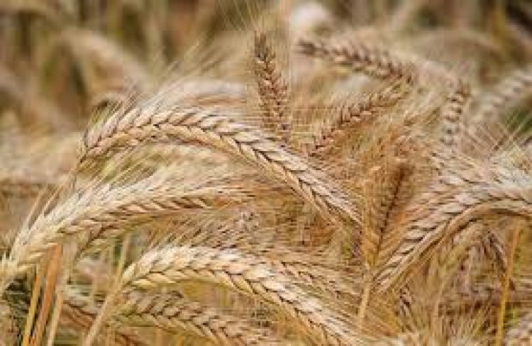 UP wheat procurement hits million-tonne mark despite the pandemic