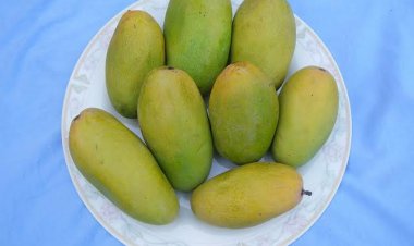 Lockdown to spur online marketing of Indian mango