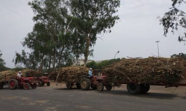 Sugarcane farmers’ dues  cross Rs 12,000 crores in UP; record earnings for sugar mills